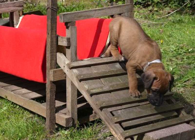 Die Welpen von Rhodesian Ridgeback Hündin Da Nele in der fünften Lebenswoche