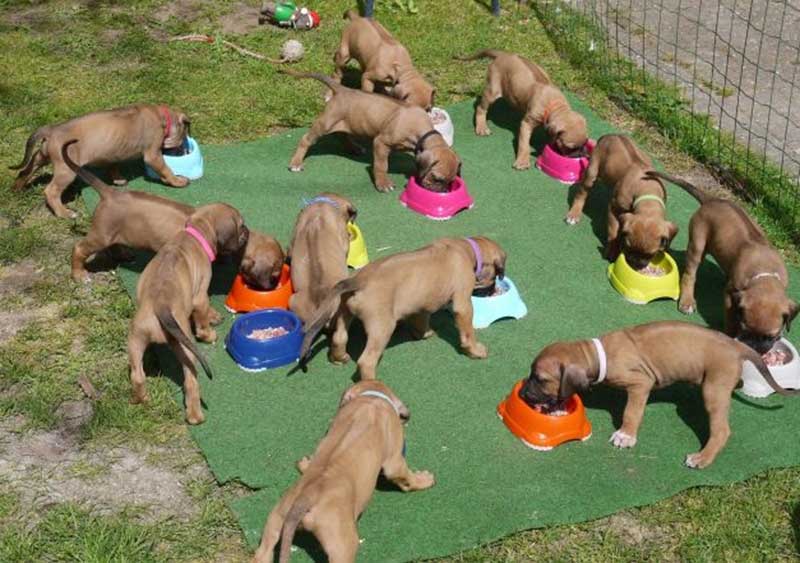 Die Welpen von Rhodesian Ridgeback Hündin Da Nele in der fünften Lebenswoche