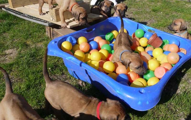 Die Welpen von Rhodesian Ridgeback Hündin Da Nele in der fünften Lebenswoche