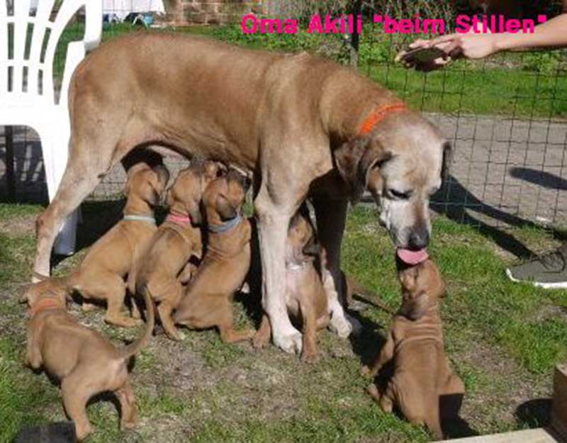 Die Welpen von Rhodesian Ridgeback Hündin Da Nele in der fünften Lebenswoche