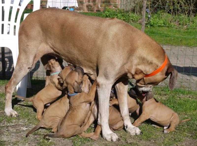 Die Welpen von Rhodesian Ridgeback Hündin Da Nele in der fünften Lebenswoche