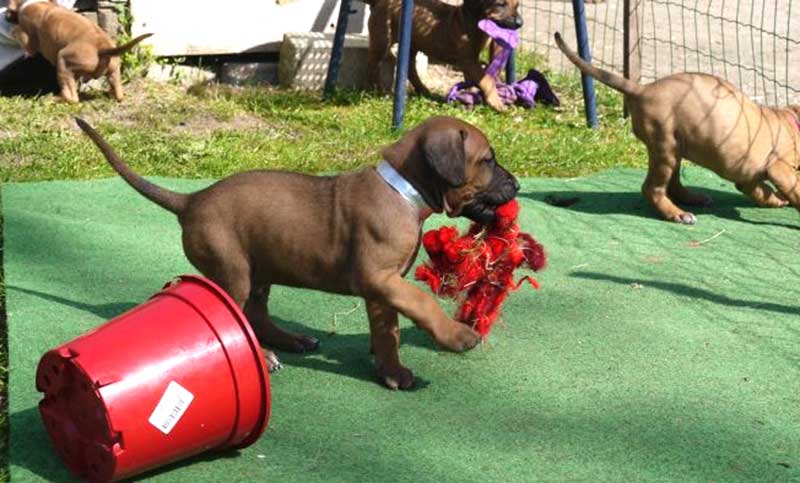 Die Welpen von Rhodesian Ridgeback Hündin Da Nele in der fünften Lebenswoche
