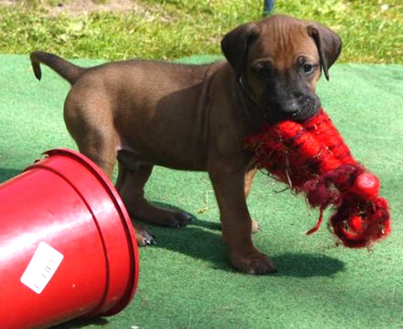 Die Welpen von Rhodesian Ridgeback Hündin Da Nele in der fünften Lebenswoche
