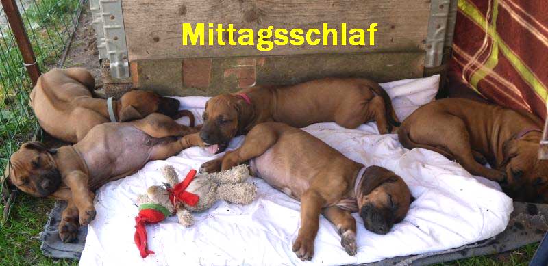 Die Welpen von Rhodesian Ridgeback Hündin Da Nele in der sechsten Lebenswoche