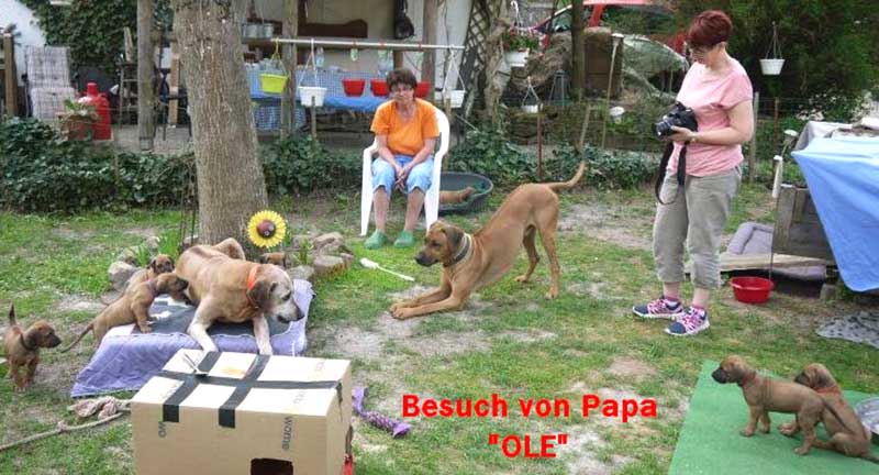 Die Welpen von Rhodesian Ridgeback Hündin Da Nele in der sechsten Lebenswoche