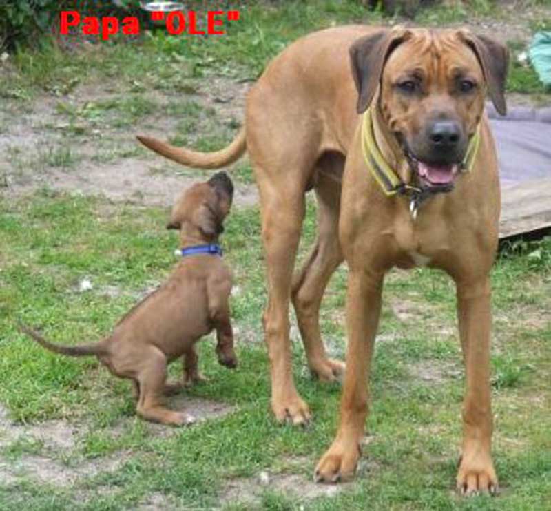 Die Welpen von Rhodesian Ridgeback Hündin Da Nele in der sechsten Lebenswoche