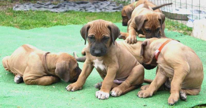 Die Welpen von Rhodesian Ridgeback Hündin Da Nele in der sechsten Lebenswoche