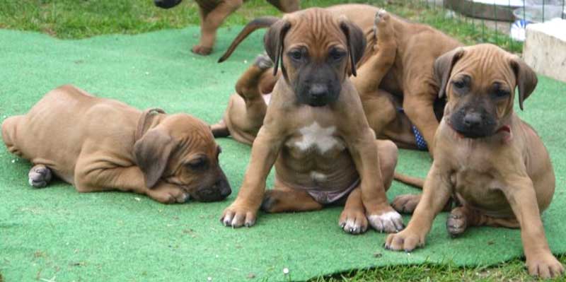 Die Welpen von Rhodesian Ridgeback Hündin Da Nele in der sechsten Lebenswoche