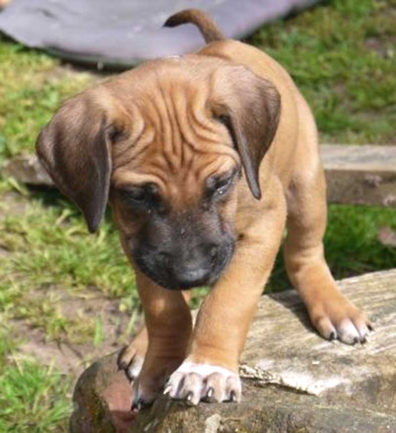 Die Welpen von Rhodesian Ridgeback Hündin Da Nele in der sechsten Lebenswoche