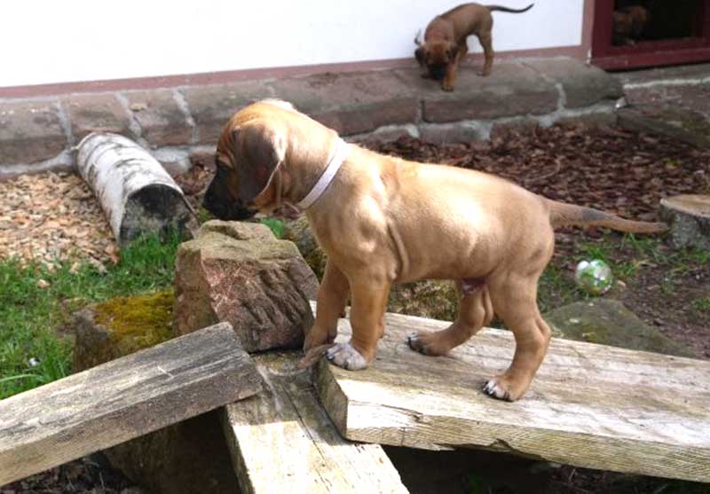 Die Welpen von Rhodesian Ridgeback Hündin Da Nele in der sechsten Lebenswoche