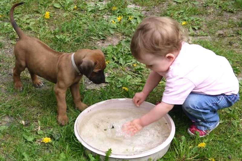 Die Welpen von Rhodesian Ridgeback Hündin Da Nele in der sechsten Lebenswoche