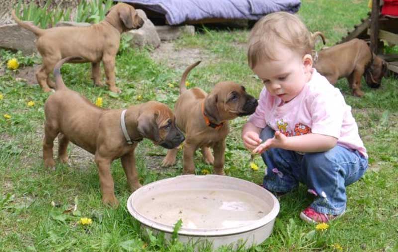 Die Welpen von Rhodesian Ridgeback Hündin Da Nele in der sechsten Lebenswoche