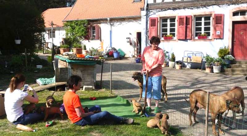 Die Welpen von Rhodesian Ridgeback Hündin Da Nele in der sechsten Lebenswoche