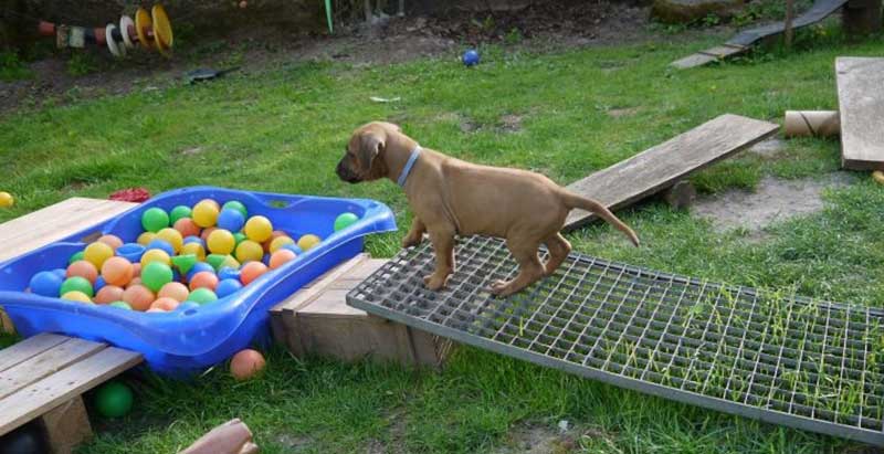 Die Welpen von Rhodesian Ridgeback Hündin Da Nele in der sechsten Lebenswoche