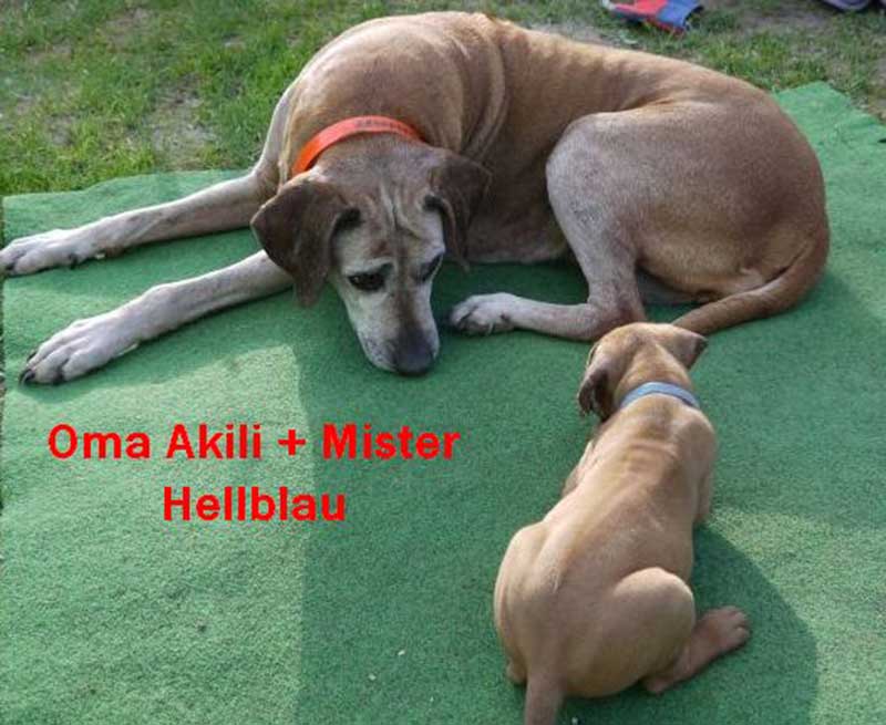 Die Welpen von Rhodesian Ridgeback Hündin Da Nele in der sechsten Lebenswoche