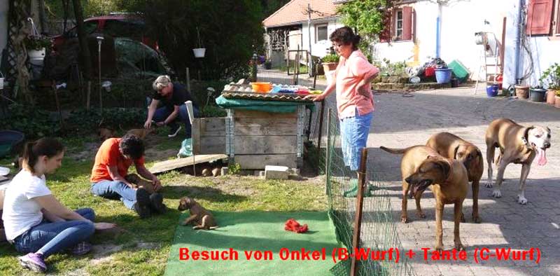 Die Welpen von Rhodesian Ridgeback Hündin Da Nele in der sechsten Lebenswoche