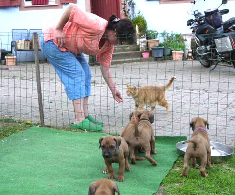 Die Welpen von Rhodesian Ridgeback Hündin Da Nele in der sechsten Lebenswoche