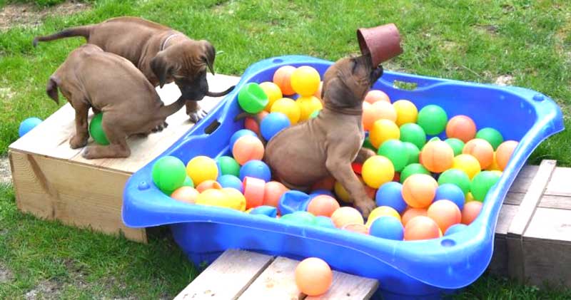 Die Welpen von Rhodesian Ridgeback Hündin Da Nele in der sechsten Lebenswoche
