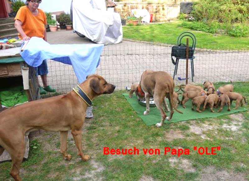 Die Welpen von Rhodesian Ridgeback Hündin Da Nele in der sechsten Lebenswoche