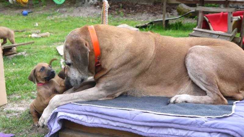 Die Welpen von Rhodesian Ridgeback Hündin Da Nele in der sechsten Lebenswoche