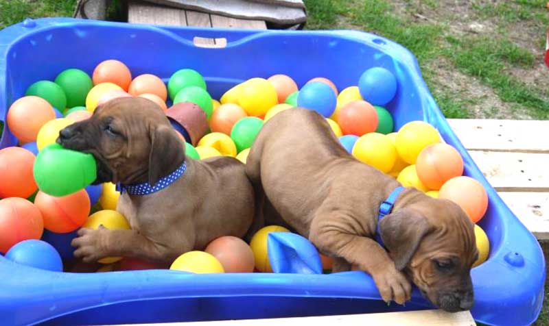 Die Welpen von Rhodesian Ridgeback Hündin Da Nele in der sechsten Lebenswoche