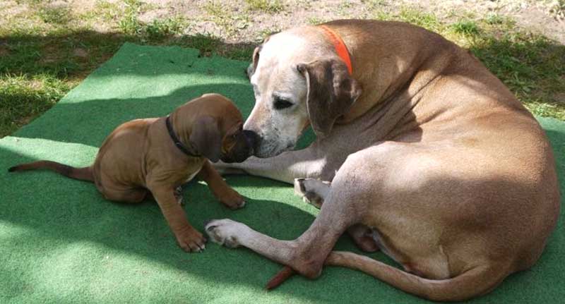 Die Welpen von Rhodesian Ridgeback Hündin Da Nele in der siebten Lebenswoche