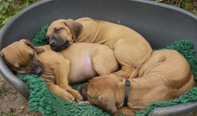 Die Welpen von Rhodesian Ridgeback Hündin Da Nele in der siebten Lebenswoche