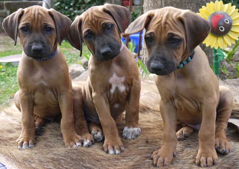 Die Welpen von Rhodesian Ridgeback Hündin Da Nele in der siebten Lebenswoche