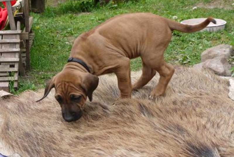 Die Welpen von Rhodesian Ridgeback Hündin Da Nele in der siebten Lebenswoche