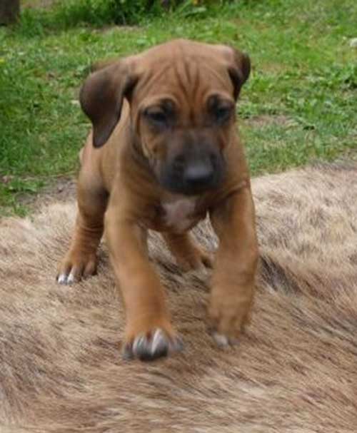 Die Welpen von Rhodesian Ridgeback Hündin Da Nele in der siebten Lebenswoche