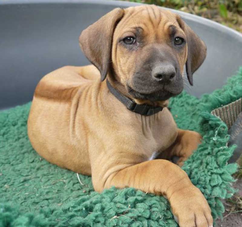 Die Welpen von Rhodesian Ridgeback Hündin Da Nele in der siebten Lebenswoche
