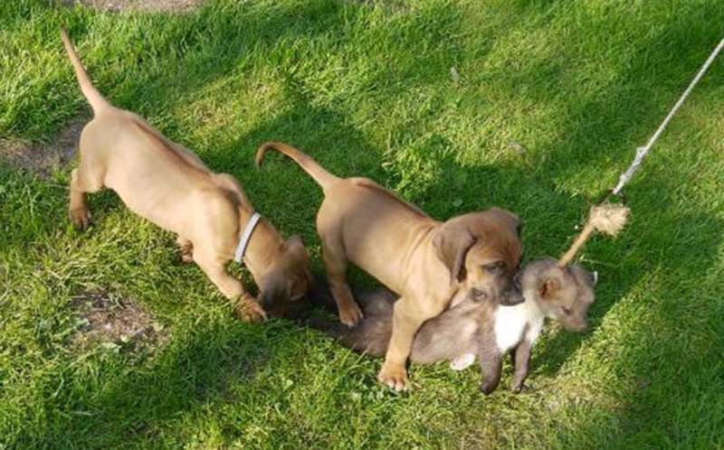 Die Welpen von Rhodesian Ridgeback Hündin Da Nele in der achten Lebenswoche