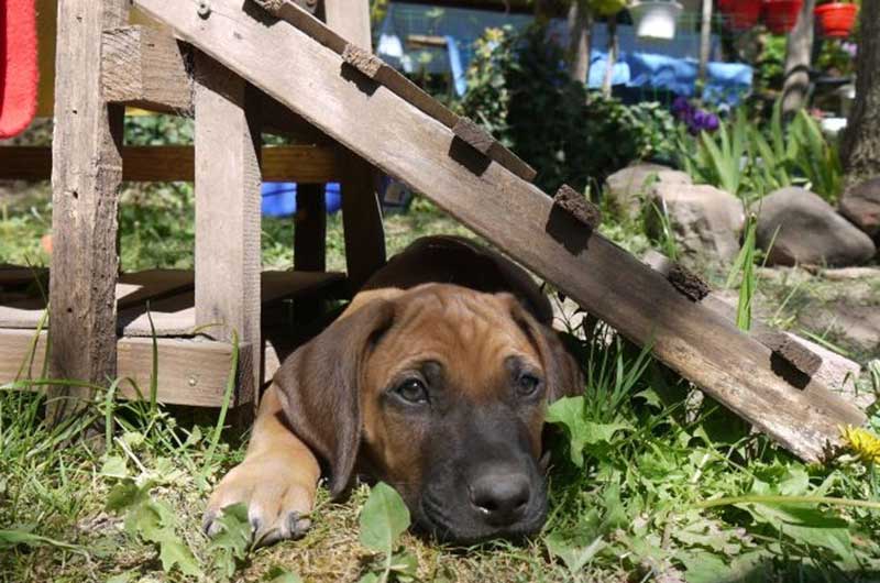 Die Welpen von Rhodesian Ridgeback Hündin Da Nele in der achten Lebenswoche