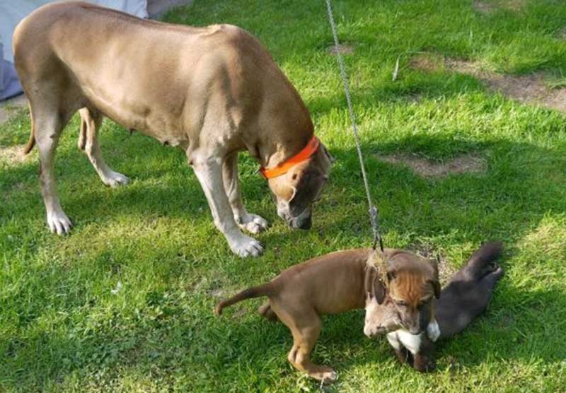 Die Welpen von Rhodesian Ridgeback Hündin Da Nele in der achten Lebenswoche