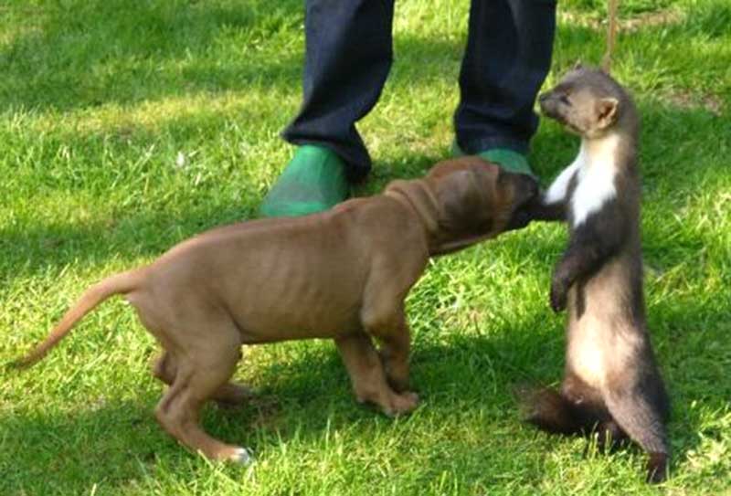 Die Welpen von Rhodesian Ridgeback Hündin Da Nele in der achten Lebenswoche