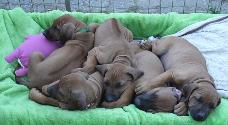 Die Welpen von Rhodesian Ridgeback Hündin Da Nele in der achten Lebenswoche