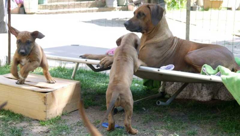 Die Welpen von Rhodesian Ridgeback Hündin Da Nele in der achten Lebenswoche