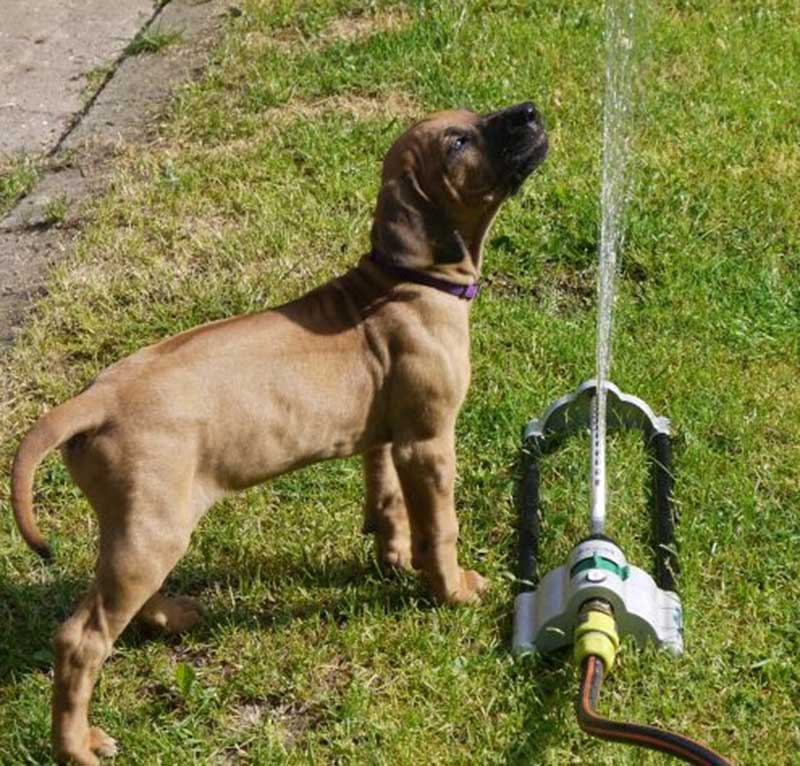 Die Welpen von Rhodesian Ridgeback Hündin Da Nele in der neunten Lebenswoche
