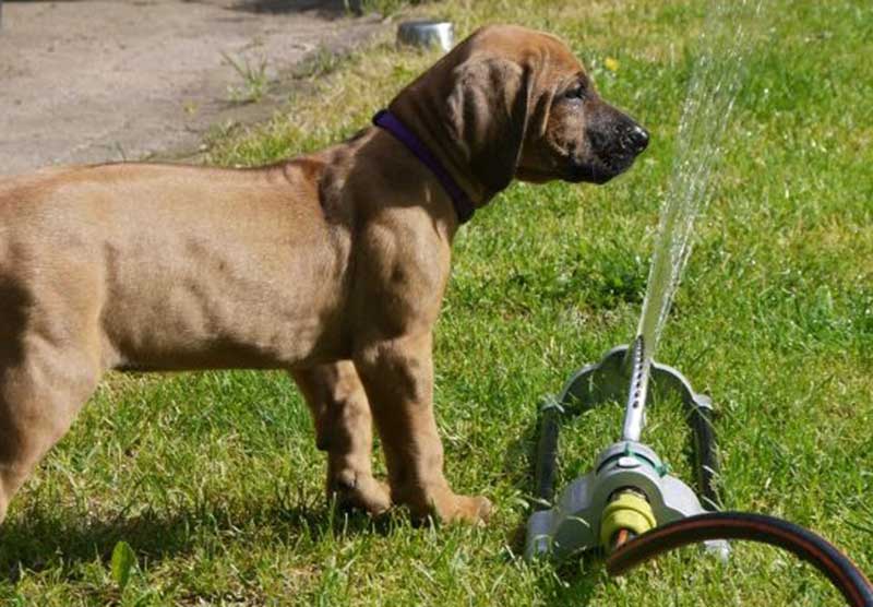Die Welpen von Rhodesian Ridgeback Hündin Da Nele in der neunten Lebenswoche