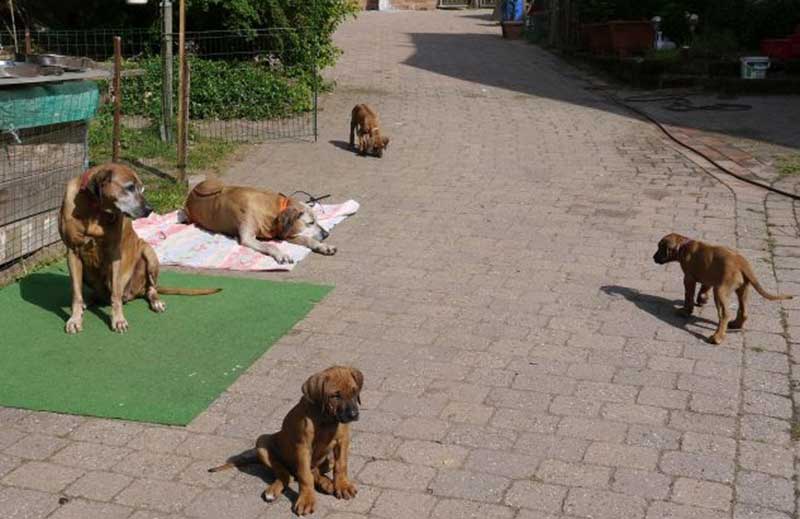 Die Welpen von Rhodesian Ridgeback Hündin Da Nele in der neunten Lebenswoche