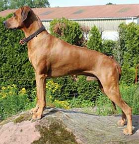 Rhodesian Ridgeback Rüde Good Hope at Kuraman of the red Lion Hunter