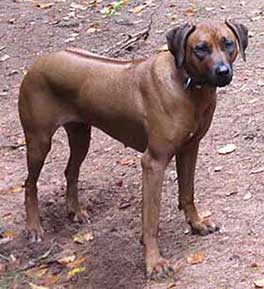 Rhodesian Ridgeback Hündin Da Nele von der Stüdenbach