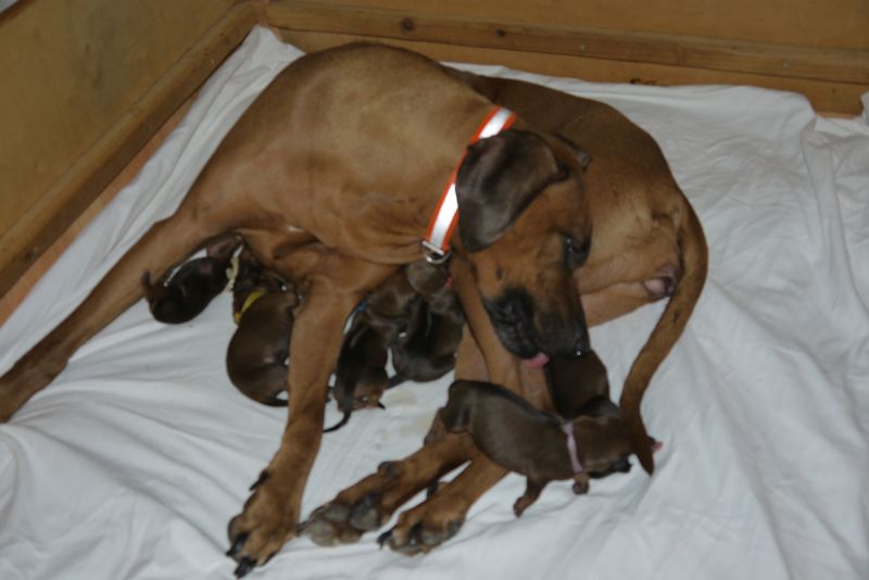Die Welpen von Rhodesian Ridgeback Hündin Da Nele in der ersten Lebenswoche