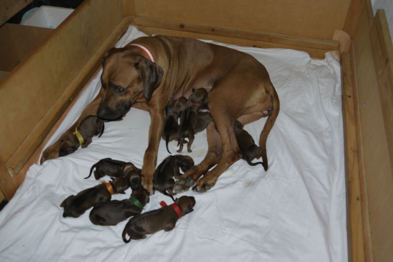 Die Welpen von Rhodesian Ridgeback Hündin Da Nele in der ersten Lebenswoche