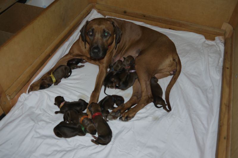 Die Welpen von Rhodesian Ridgeback Hündin Da Nele in der ersten Lebenswoche