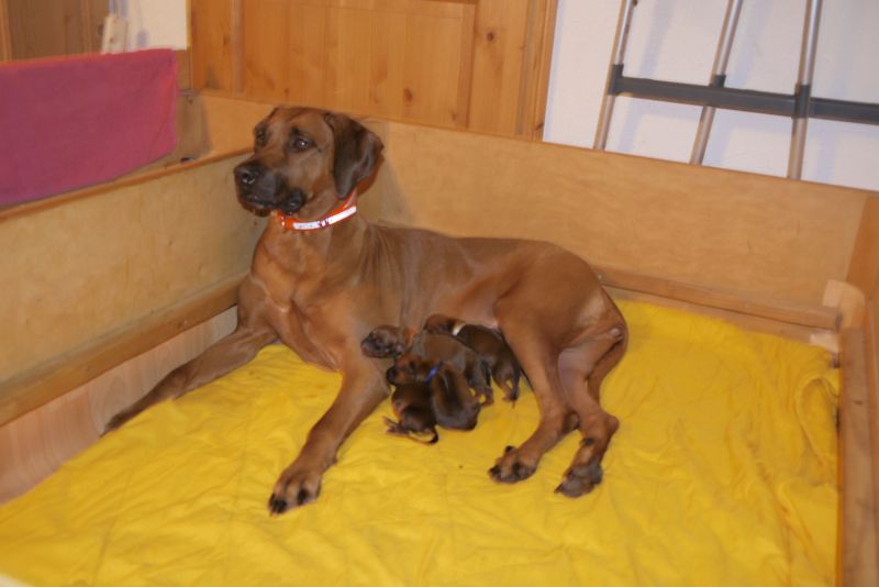 Die Welpen von Rhodesian Ridgeback Hündin Da Nele in der ersten Lebenswoche