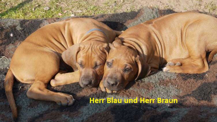 Die Welpen von Rhodesian Ridgeback Hündin Da Nele in der zehnten Lebenswoche