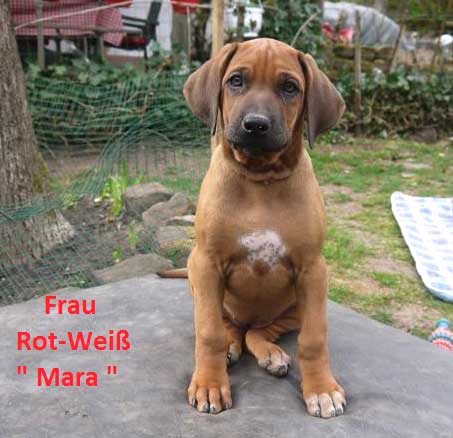 Die Welpen von Rhodesian Ridgeback Hündin Da Nele in der zehnten Lebenswoche