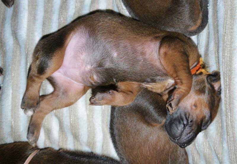 Die Welpen von Rhodesian Ridgeback Hündin Da Nele in der zweiten Lebenswoche