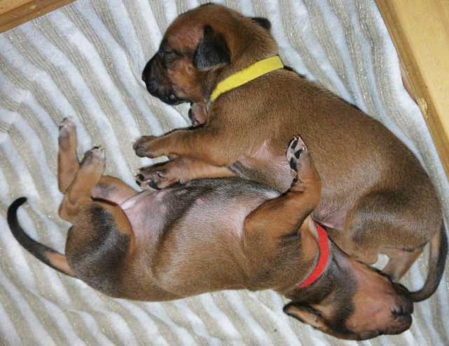 Die Welpen von Rhodesian Ridgeback Hündin Da Nele in der zweiten Lebenswoche